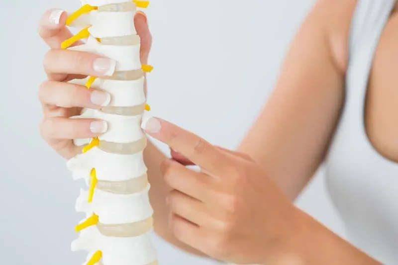 A spine model showing the lumbar vertebrae and nerves